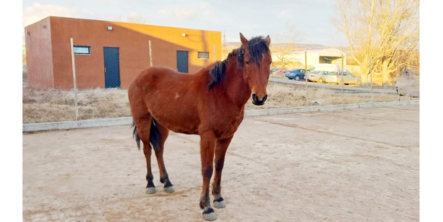 დაკარგული ცხენი თავშესაფარშია