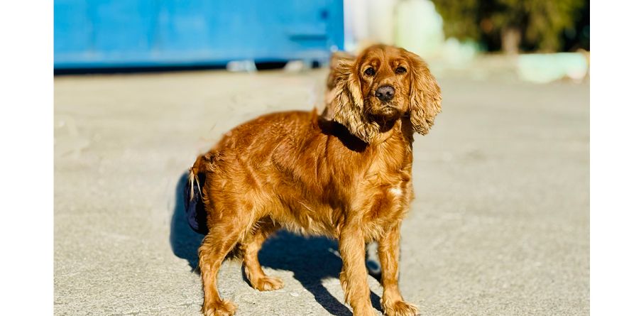 დაკარგული კოკერ სპანიელი ან კოკერ სპანიელის მეტისი თავშესაფარშია