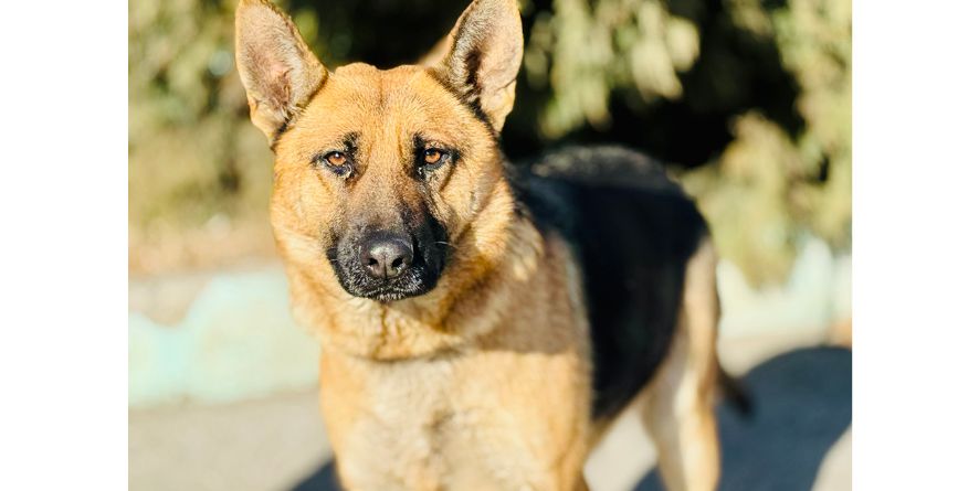 დაკარგული გერმანული ნაგაზი ან გერმანული ნაგაზის მეტისი თავშესაფარშია