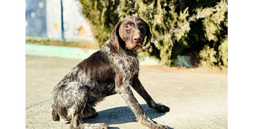 დაკარგული დრათჰაარი ან დრათჰაარის მეტისი თავშესაფარშია