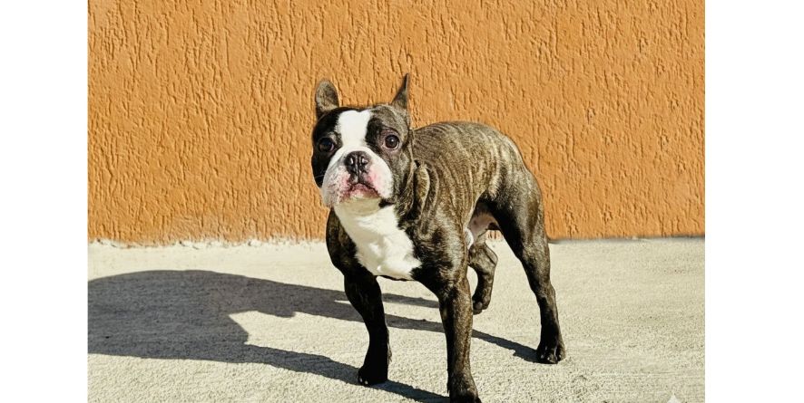 თავშესაფრიდან ჩუქდება ფრანგული ბულდოგი ან ფრანგული ბულდოგის მეტისი