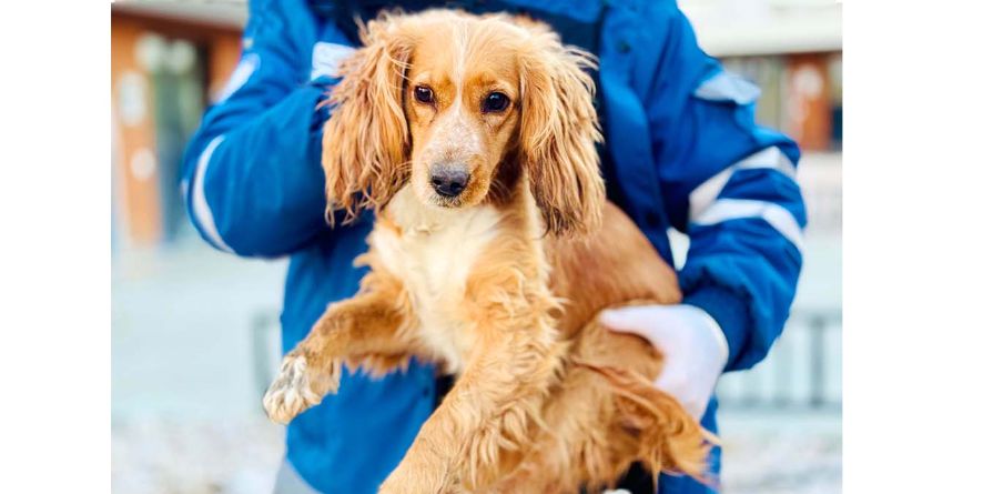 დაკარგული კოკერ სპანიელი ან კოკერ სპანიელის მეტისი თავშესაფარშია