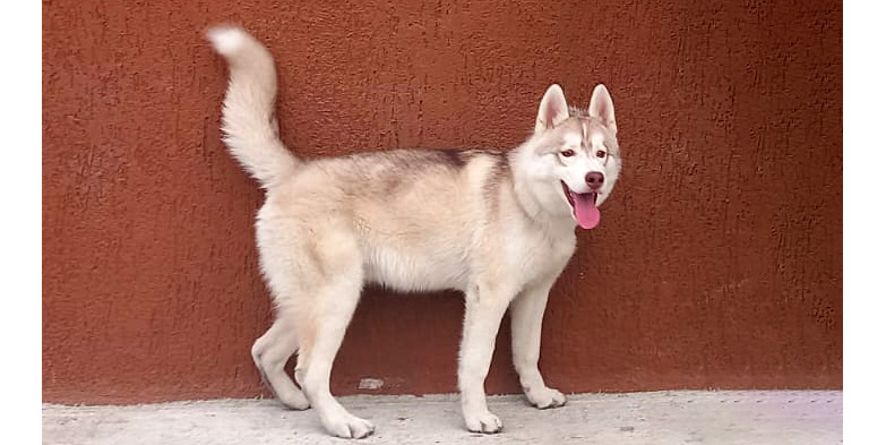 დაკარგული ჰასკი ან ჰასკის მეტისი თავშესაფარშია