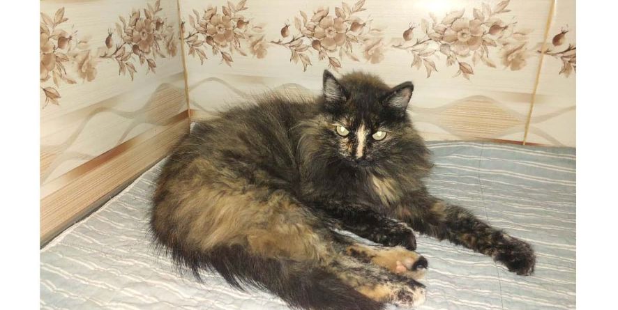 დაკარგული კატა თავშესაფარშია