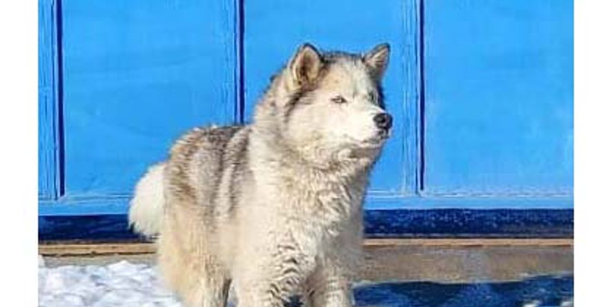 დაკარგული ჰასკი ან ჰასკის მეტისი თავშესაფარშია