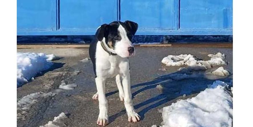 დაკარგული პიტ ბულის მეტისი თავშესაფარშია