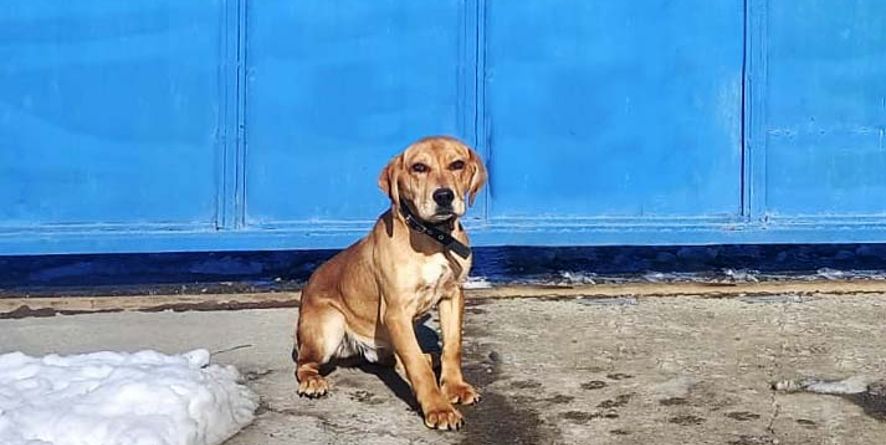 დაკარგული მეძებრის მეტისი თავშესაფარშია