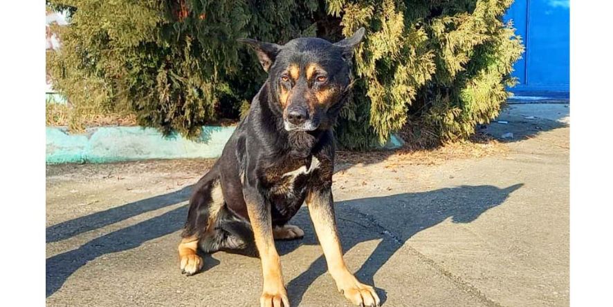 დაკარგული გერმანული ნაგაზი ან გერმანული ნაგაზის მეტისი თავშესაფარშია