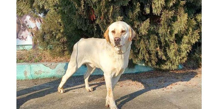 დაკარგული ლაბრადორი ან ლაბრადორის მეტისი თავშესაფარშია