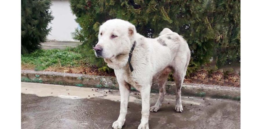 დაკარგული ნაგაზი ან ნაგაზის მეტისი თავშესაფარშია