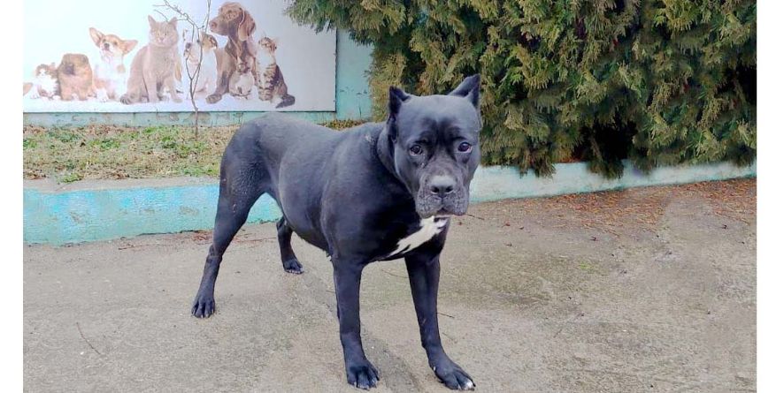 დაკარგული კანე კორსო ან კანე კორსოს მეტისი თავშესაფარშია