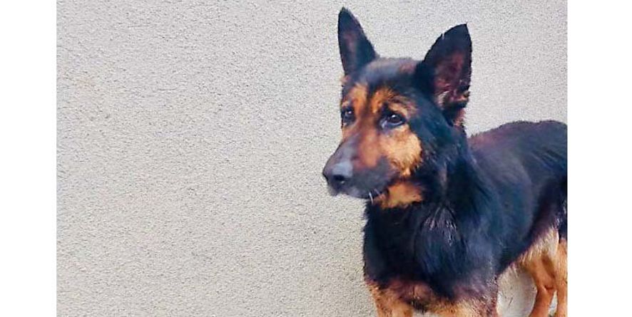 დაკარგული გერმანული ნაგაზი ან გერმანული ნაგაზის მეტისი თავშესაფარშია