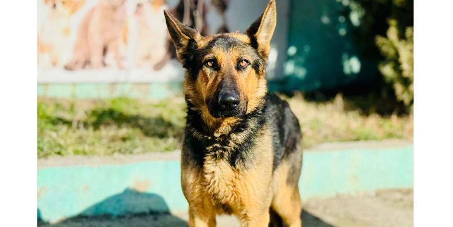 დაკარგული გერმანული ნაგაზი ან გერმანული ნაგაზის მეტისი თავშესაფარშია