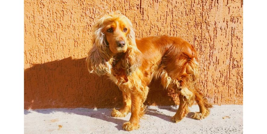 დაკარგული კოკერ სპანიელი ან კოკერ სპანიელის მეტისი თავშესაფარშია