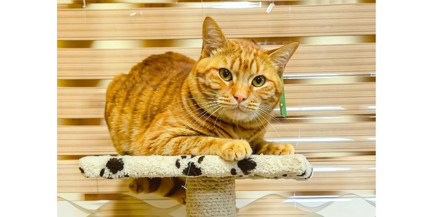 თავშესაფრიდან ჩუქდება კატა