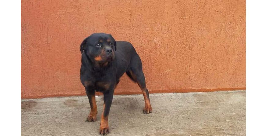 დაკარგული როტვეილერი ან როტვეილერის მეტისი თავშესაფარშია