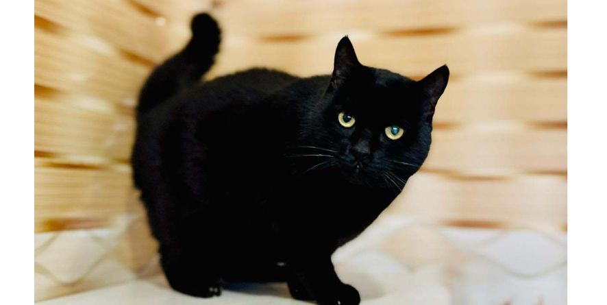 თავშესაფრიდან ჩუქდება კატა