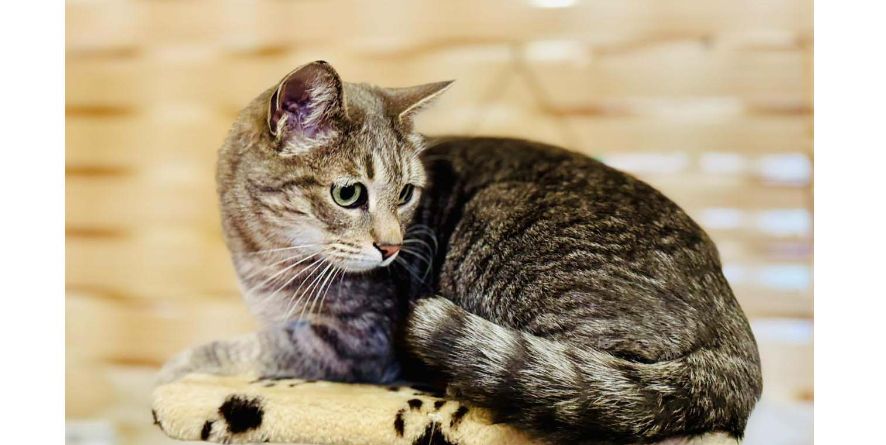 თავშესაფრიდან ჩუქდება კატა