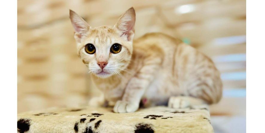 თავშესაფრიდან ჩუქდება კატა