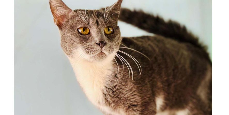 თავშესაფრიდან ჩუქდება კატა