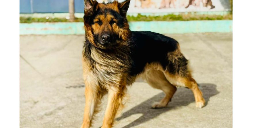 დაკარგული გერმანული ნაგაზი ან გერმანული ნაგაზის მეტისი თავშესაფარშია