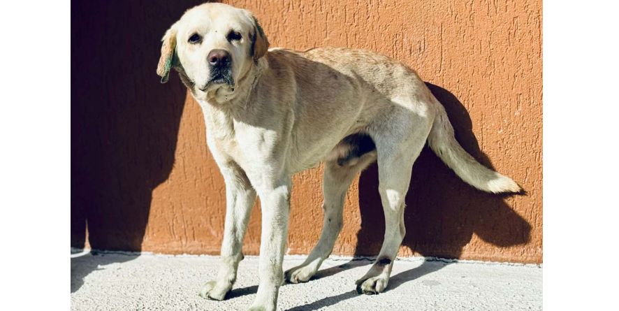 დაკარგული ლაბრადორი ან ლაბრადორის მეტისი თავშესაფარშია