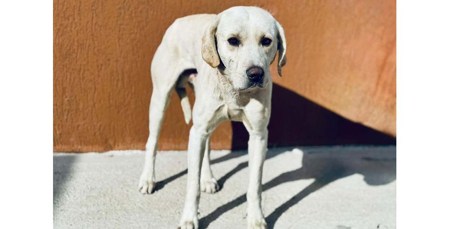 დაკარგული ლაბრადორი ან ლაბრადორის მეტისი თავშესაფარშია