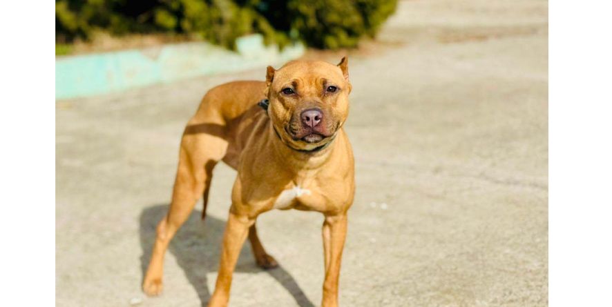 დაკარგული პიტბული და პიტბულის მეტისი თავშესაფარშია