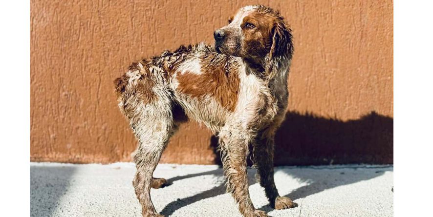 დაკარგული ეპანიოლი ან ეპანიოლის მეტისი თავშესაფარშია