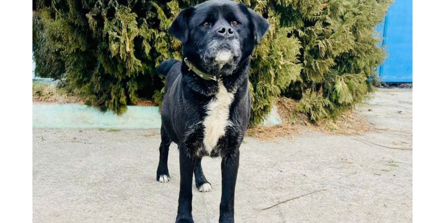 დაკარგული მეტისი თავშესაფარშია