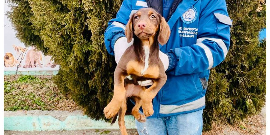 დაკარგული მეტისი თავშესაფარშია