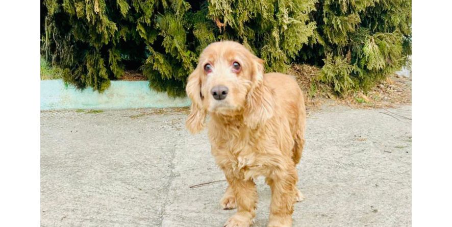 დაკარგული კოკერ სპანიელი ან კოკერ სპანიელის მეტისი თავშესაფარშია