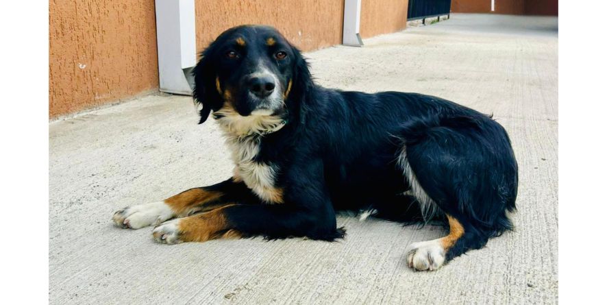 დაკარგული მეტისი თავშესაფარშია