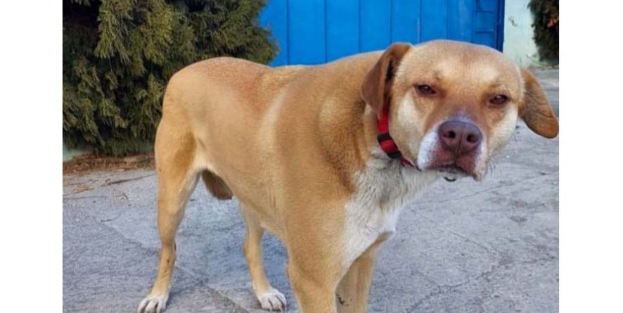 დაკარგული პიტბულის მეტისი თავშესაფარშია