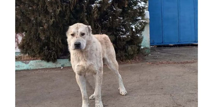 დაკარგული ნაგაზი ან ნაგაზის მეტისი თავშესაფარშია