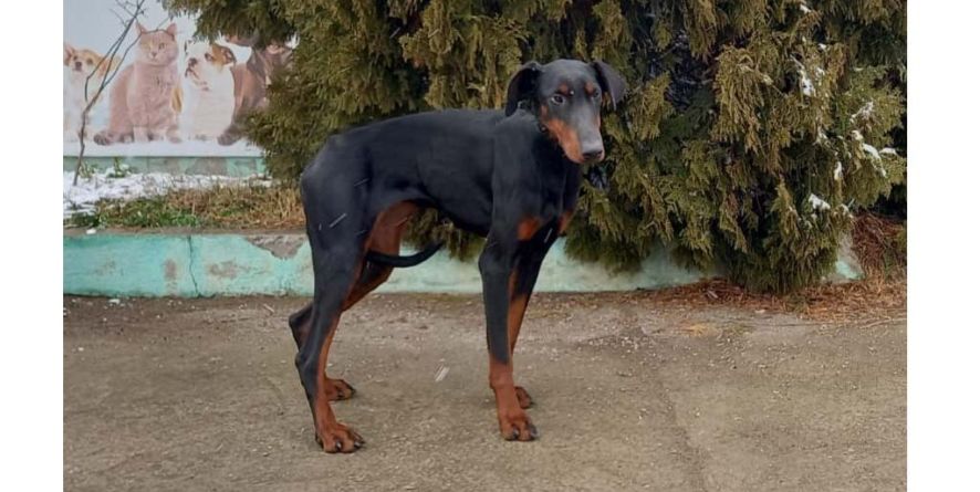 დაკარგული დობერმანის მეტისი თავშესაფარშია