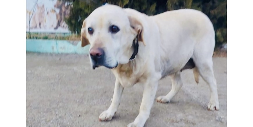 დაკარგული ლაბრადორი ან ლაბრადორის მეტისი თავშესაფარშია