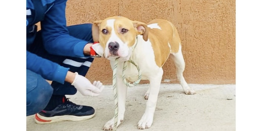 დაკარგული პიტბულის მეტისი თავშესაფარშია