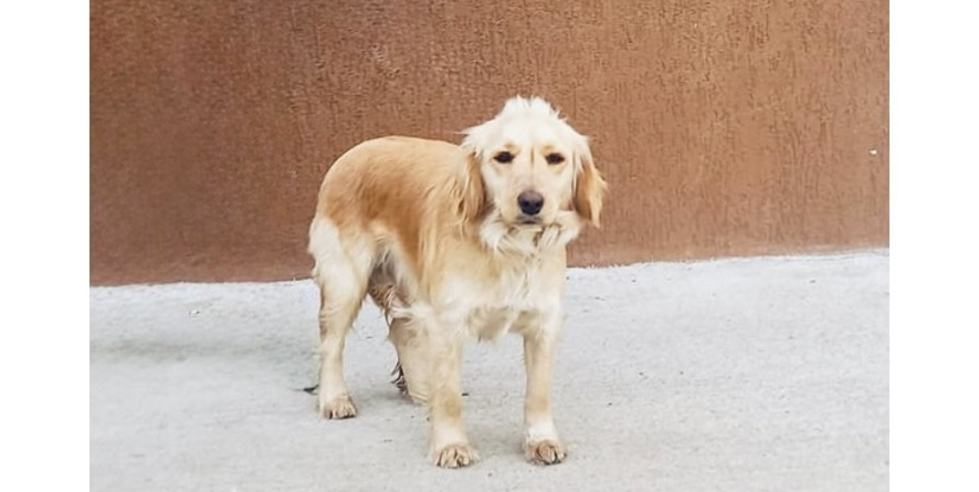 დაკარგული კოკერ სპანიელის მეტისი თავშესაფარშია