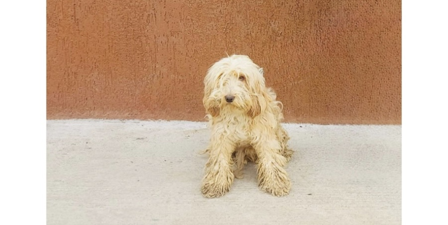 დაკარგული ბალონკის მეტისი თავშესაფარშია