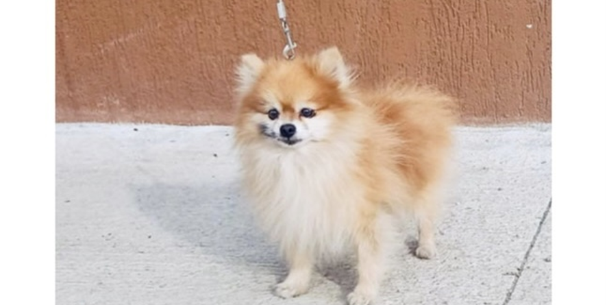 დაკარგული შპიცი ან შპიცის მეტისი თავშესაფარშია