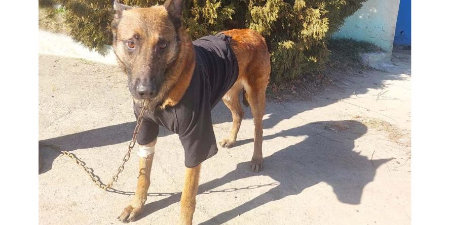 დაკარგული ბელგიური ნაგაზი ან ბელგიური ნაგაზის მეტისი თავშესაფარშია