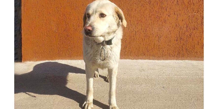 დაკარგული მეტისი თავშესაფარშია