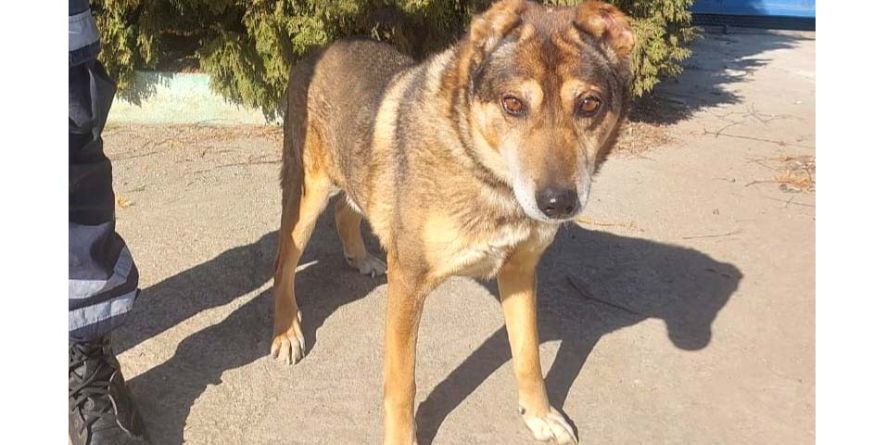 დაკარგული მეტისი თავშესაფარშია