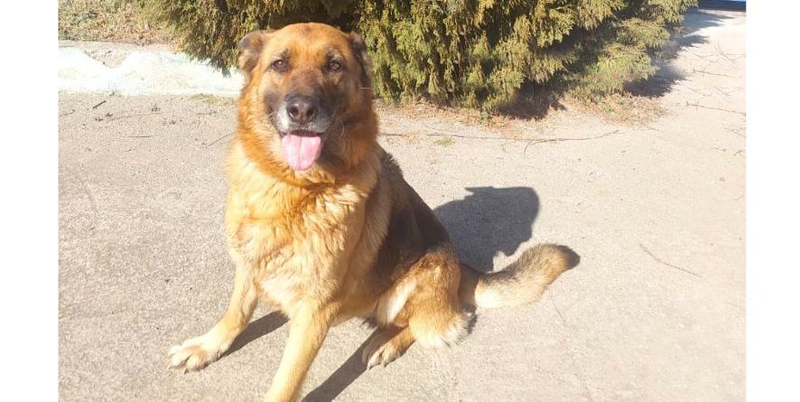 დაკარგული გერმანული ნაგაზი ან გერმანული ნაგაზის მეტისი თავშესაფარშია