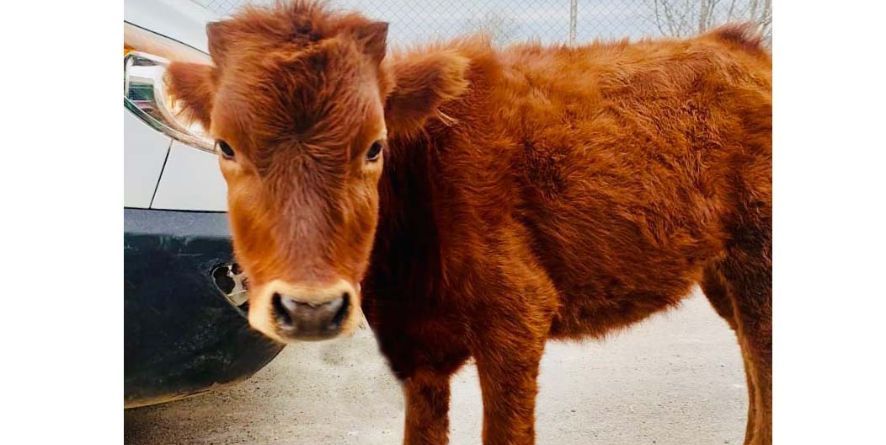 სამი დაკარგული ძროხა თავშესაფარშია