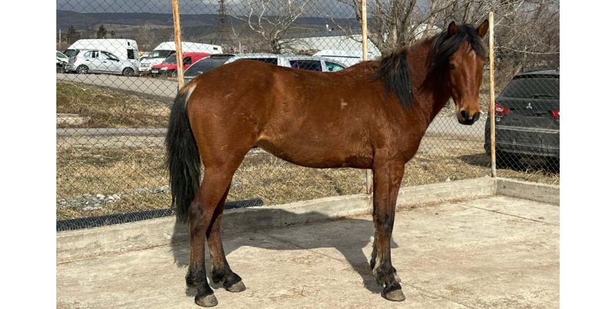 დაკარგული ცხენი თავშესაფარშია