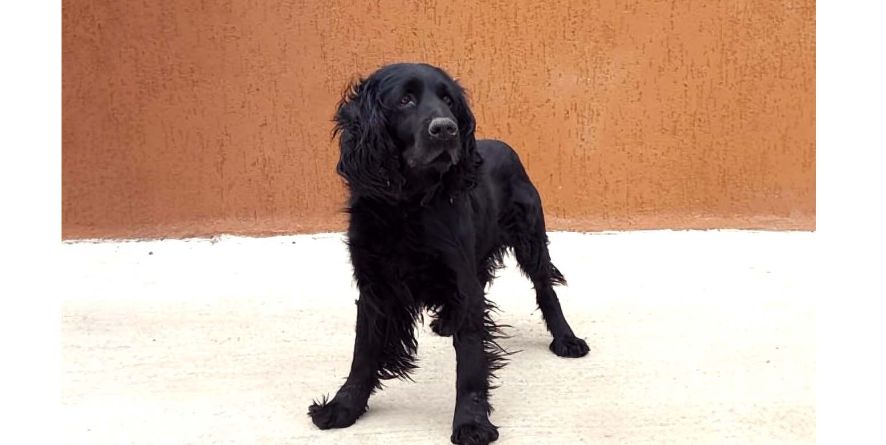 დაკარგული კოკერ სპანიელი ან კოკერ სპანიელის მეტისი თავშესაფარშია