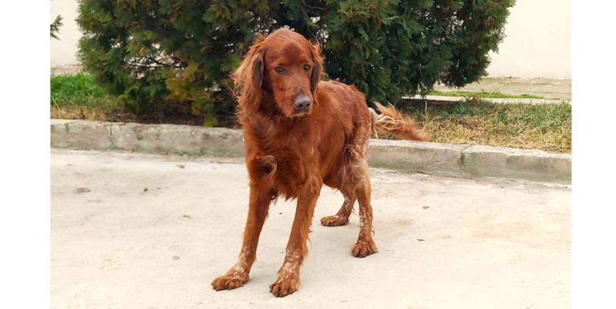 დაკარგული სეტერი ან სეტერის მეტისი თავშესაფარშია