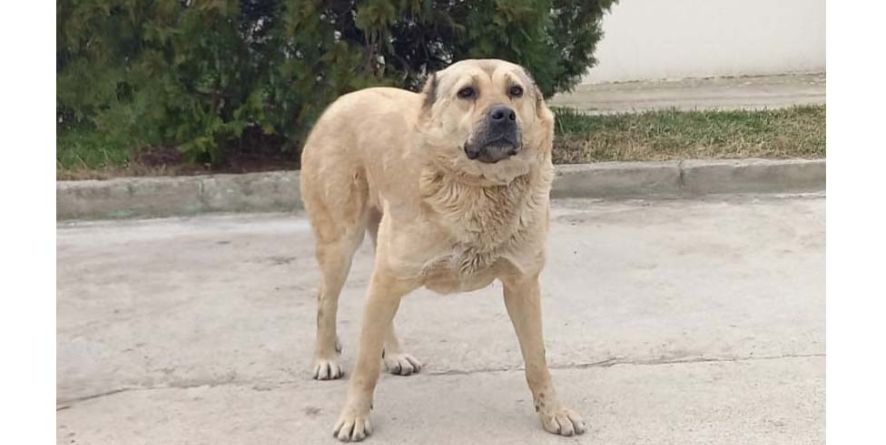 დაკარგული ნაგაზის მეტისი თავშესაფარშია